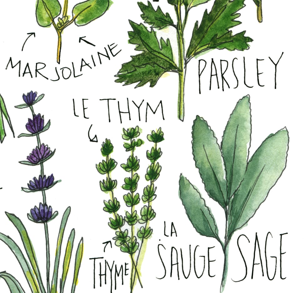 French Herbs Watercolor Print | Drywell Art
