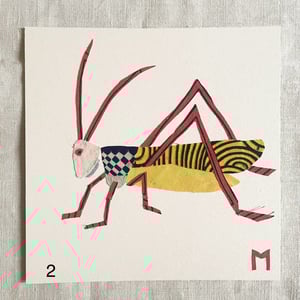 Image of square collage / insectes 