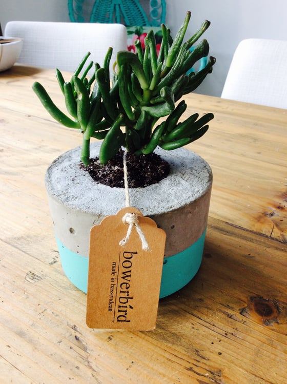 Image of Industrial concrete planter with succulent 