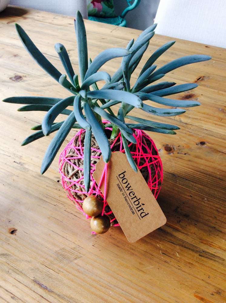 Image of Neon kokedama succulent ball