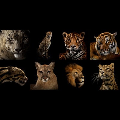 Image of Big Cat Portfolio of  8 prints