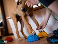 Image 1 of FitPAWS® Paw Pods