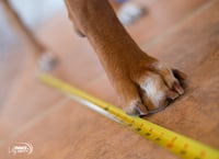 Image 2 of FitPAWS® Paw Pods