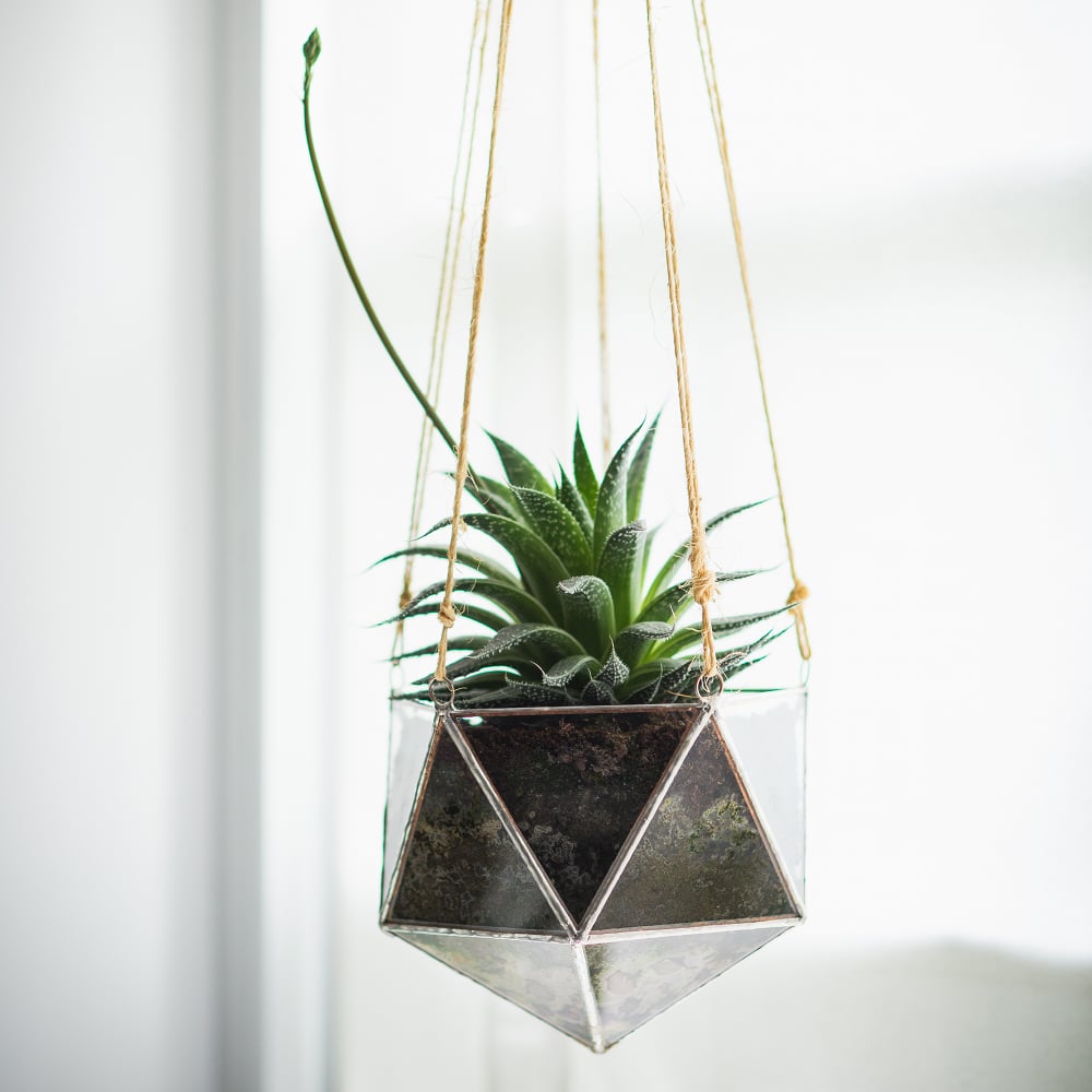 Image of Linea Terrarium Planter