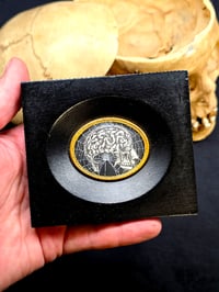 Image 2 of ANTIQUE ANATOMICAL COLLECTION - Preserved web-HEAD