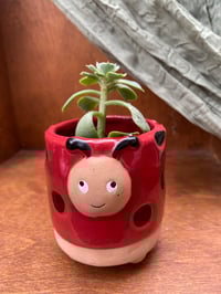 Image 1 of Blue Echeveria in Sweet Lady Bug