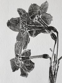 Image 4 of Narcissus Geranium 02 - A5 - Original Botanical Monoprint 