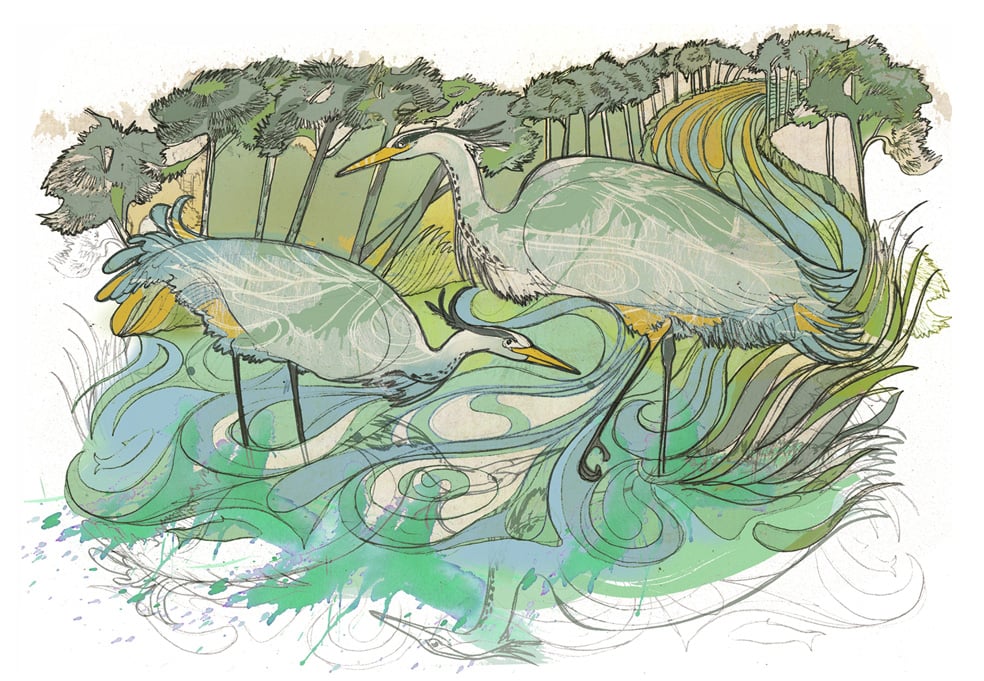 Image of Halcyon Herons