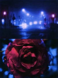 Image 5 of PICK ROSES AT NIGHT III