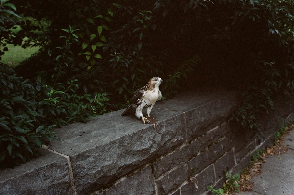 Image of Falcon, New York City