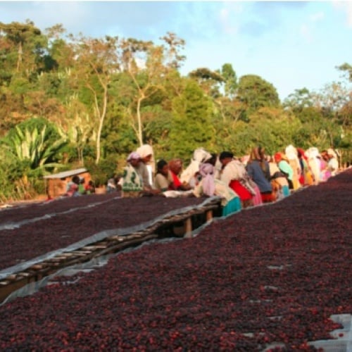 Image of Ethiopia Yirgacheffe Chelbesa