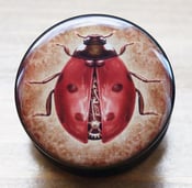 Image of Steampunk Ladybird / Bug Flesh Plug