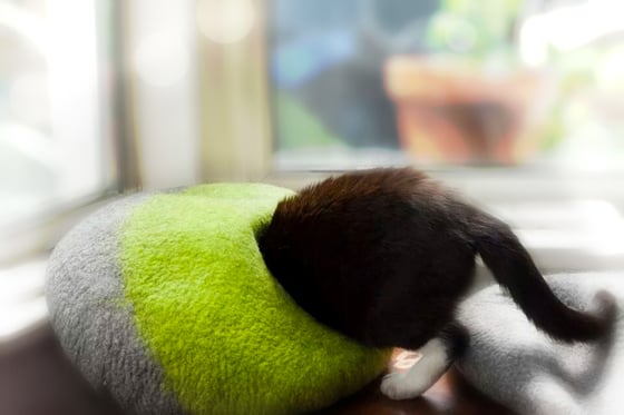 Image of Cat Cave / cat bed - handmade felt - Lime Green/Grey Size M and L