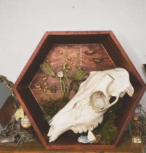 Image of Deer Skull Hexagon 