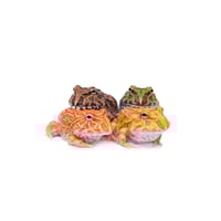Pac-Man Frog
