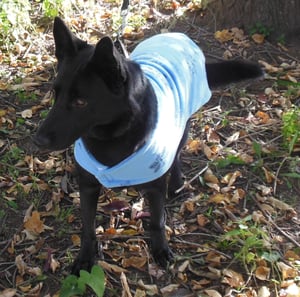 Image of Fleece Dog Coat Size Large pdf Pattern