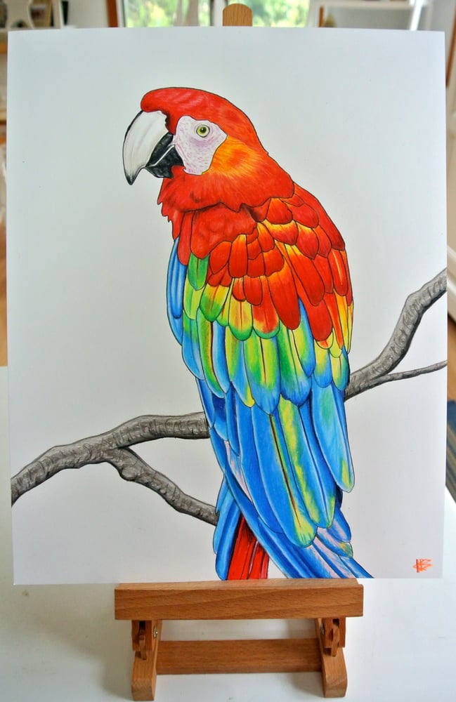 Image of Macaw