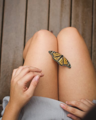 Image of Inmylap: Butterfly