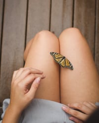 Inmylap: Butterfly