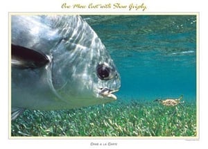 Image of Permit with Crab 18x24