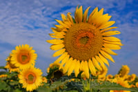 Image 2 of Sunny Day Sunflowers Canvas Wrap