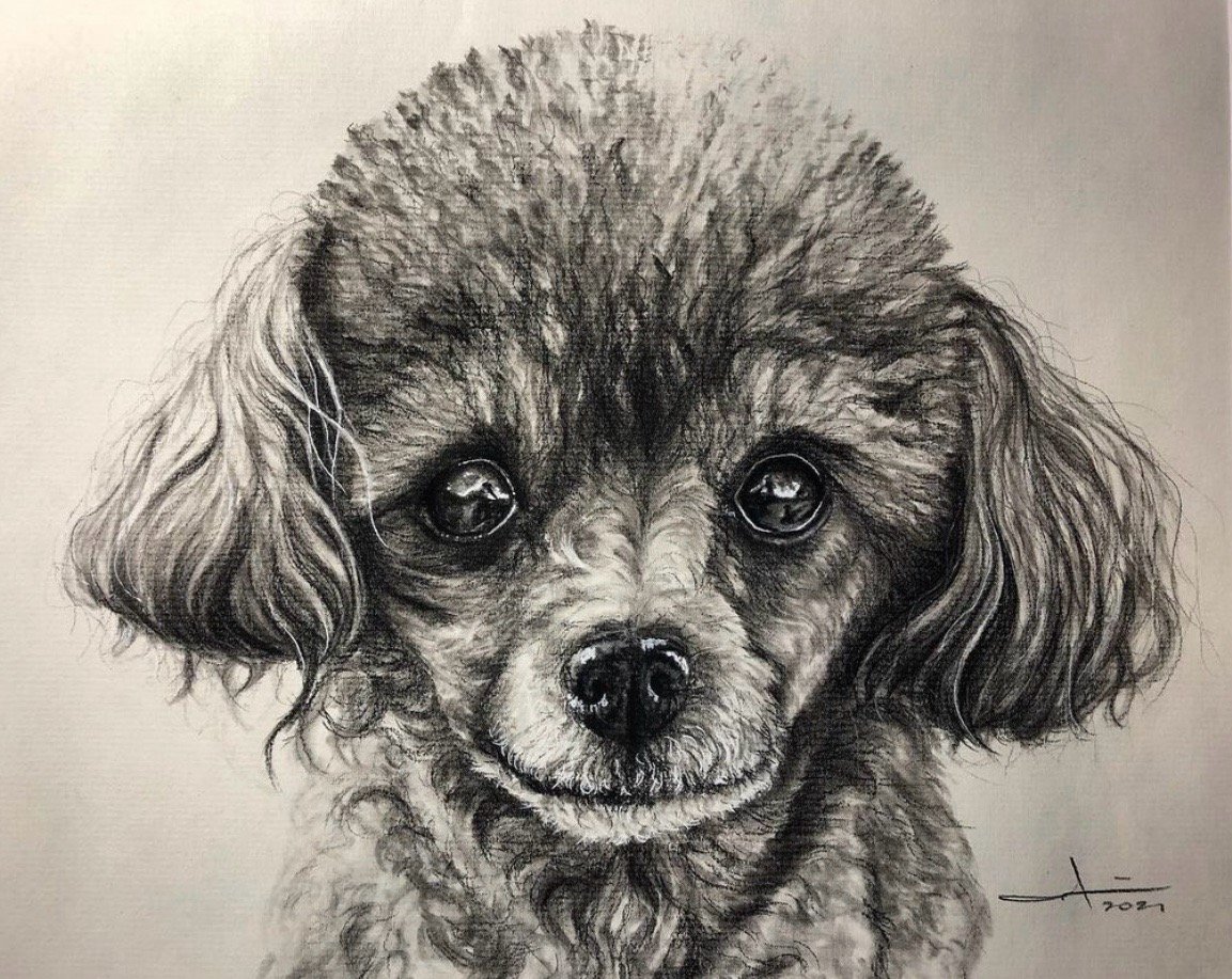 PLAN C CAROLINA SELF PORTRAIT グレー L PLAN C CAROLINA SELF PORTRAIT グレー L