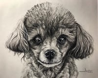 Image 1 of Charcoal Pet Portrait