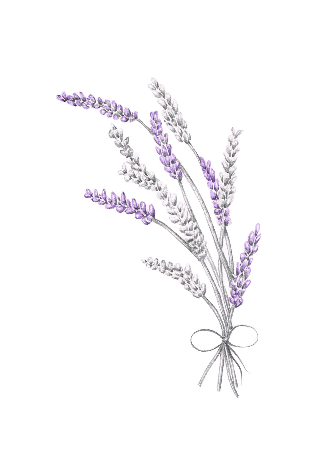 Lavender Original Artwork / Annabelles Illustrations