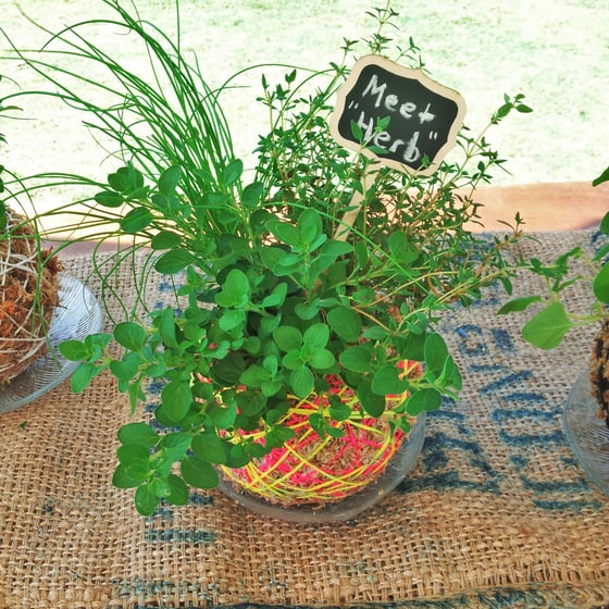 Image of "Herb" the Kokedama
