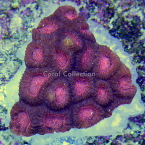 Image of LE Pink and Purple Pillow Favia WYSIWYG (16 Polyp Colony)