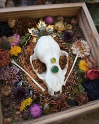 Image 1 of Raccoon Flora Curiosity Box