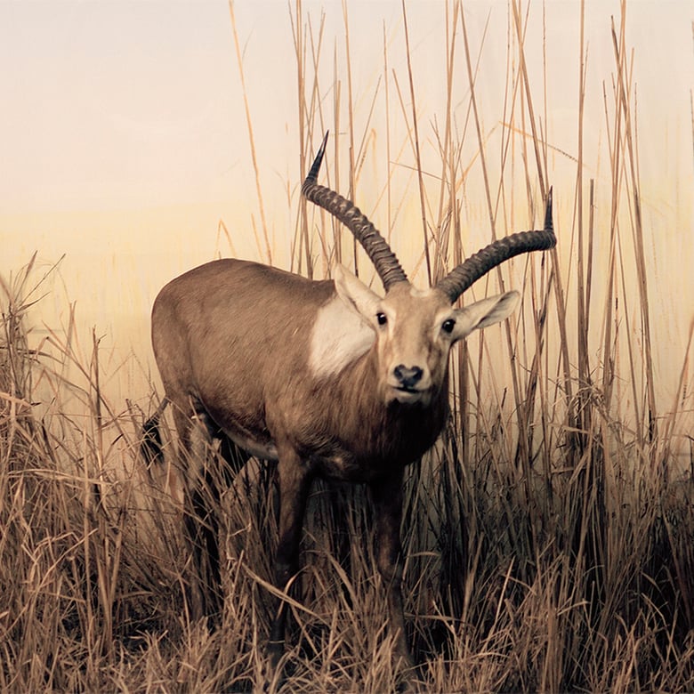 Image of Blamstrain — "For All The Dreamers In" 12" LP