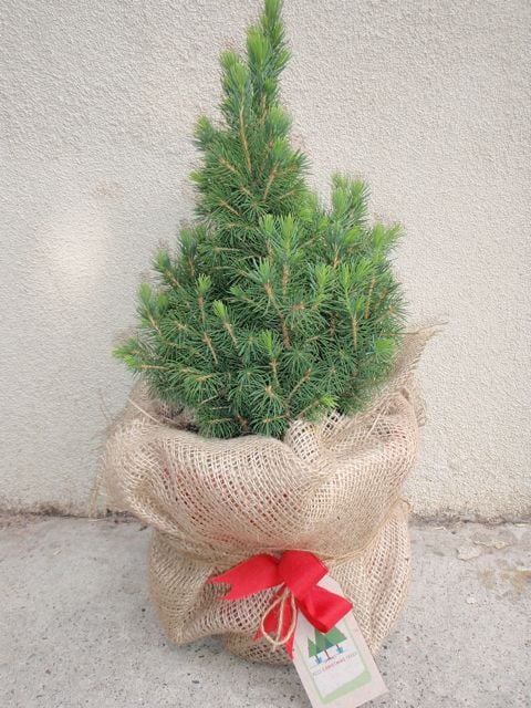Image of Mini Pine Christmas tree - approx 30 cm tall