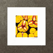 Image of Diploglottis Diphyllostegia - Art Print