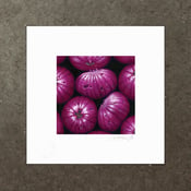 Image of Syzygium Dansie - Art Print
