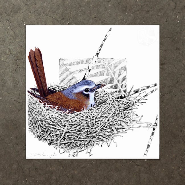 Image of Grey Headed Robin - Art Print