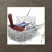 Image of Grey Headed Robin - Art Print