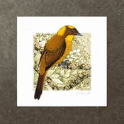Image of Golden Bowerbird - Art Print