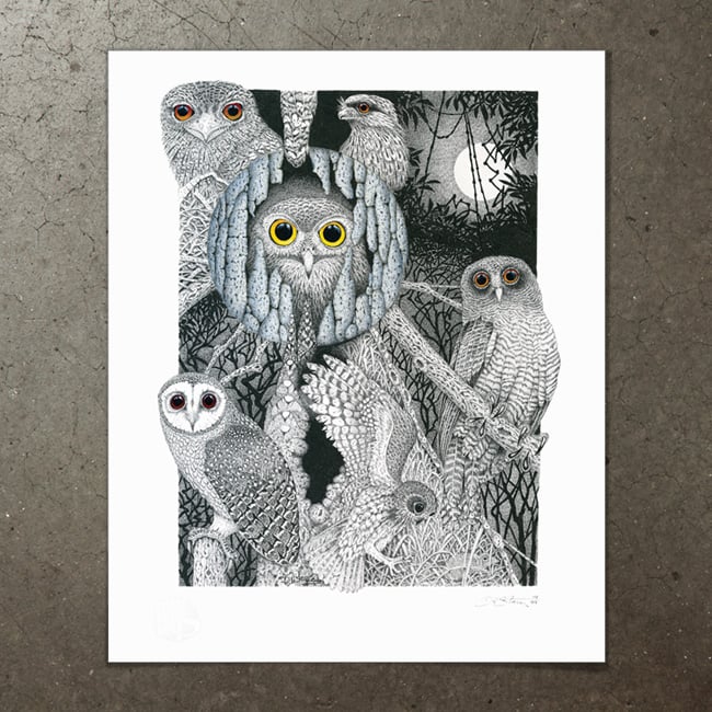 Image of Owl Study - Art Print