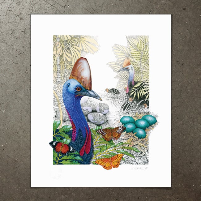 Image of Australian Cassowary - Art Print