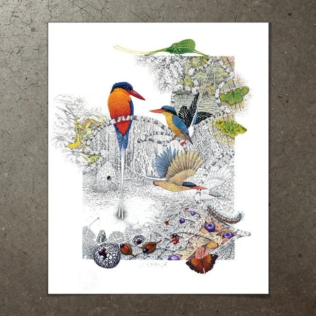 Image of Paradise Kingfisher - Art Print