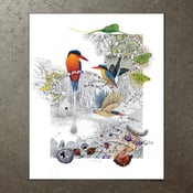 Image of Paradise Kingfisher - Art Print