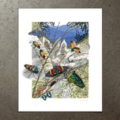 Image of Beetles, Moths and Butterflies - Art Print