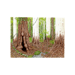 Image of Sclerophyll Forest - Art Print