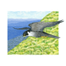 Image of Peregrine Falcon - Art Print