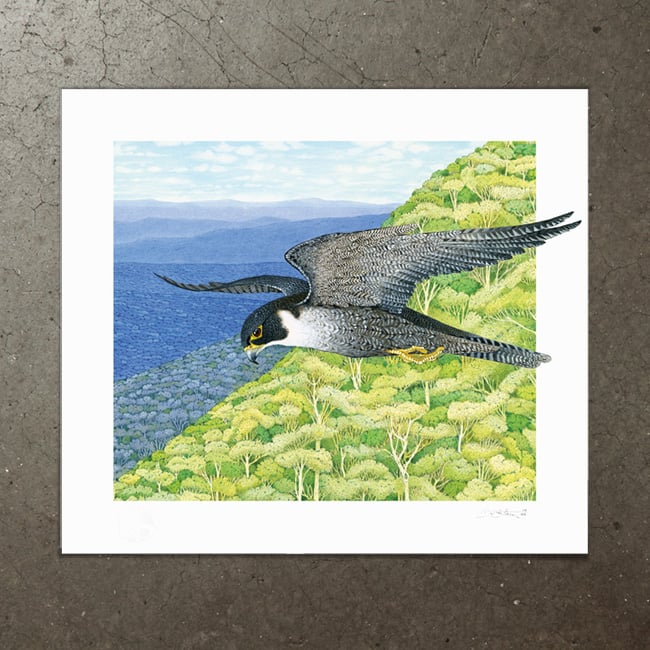 Image of Peregrine Falcon - Art Print
