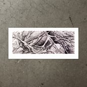 Image of Rocks and Roots - Art Print