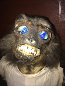 Image of Antique rare taxidermy Gibbon Monkey marble eyes 1900c