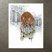 Image of Yellow Footed Antechinus - Art Print