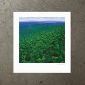 Image of Beyond The Sea of Trees - Art Print